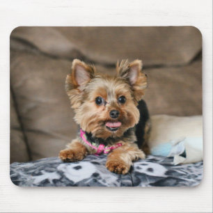 Kleine dynamo muismat