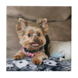 Kleine dynamo tegeltje