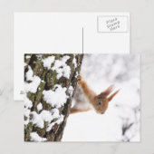 Kleine eekhoorn briefkaart (Voorkant / Achterkant)