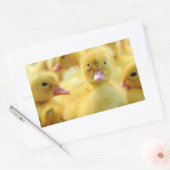 Kleine eenden rechthoekige sticker (Envelop)