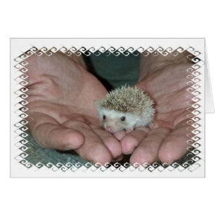 Kleine egel in twee handen
