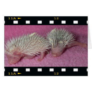Kleine egelbaby's