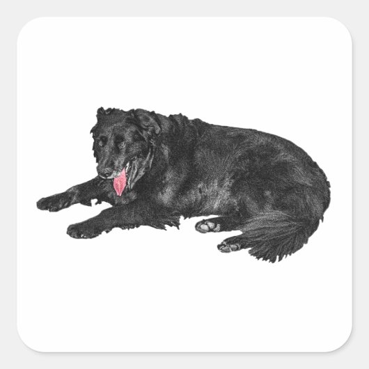 Kleine Ember, trouwe zwarte hond Vierkante Sticker (Voorkant)