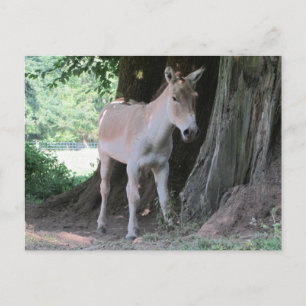 Kleine Ezel Briefkaart