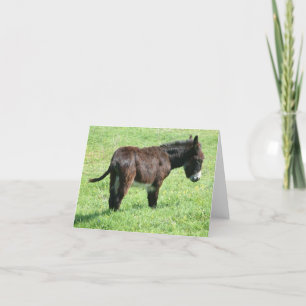 KLEINE EZEL KAART