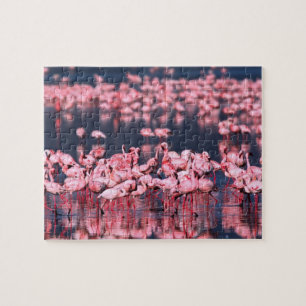 Kleine Flamingo's (Phoeniconaias minor), Afrika, Legpuzzel