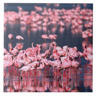 Kleine Flamingo's (Phoeniconaias minor), Afrika, Tegeltje