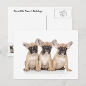Kleine Franse bulledogs Briefkaart (Voorkant / Achterkant)