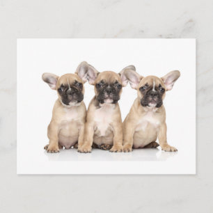 Kleine Franse bulledogs Briefkaart