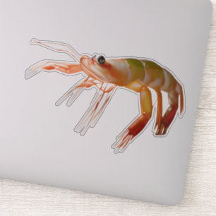 Kleine garnaal sterk sticker
