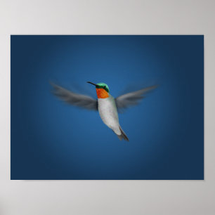 Kleine geïllustreerde Hummingbird Poster