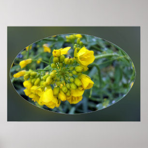 Kleine gele bloemen poster