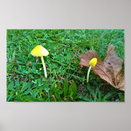 Kleine gele paddenstoelen poster (Voorkant)