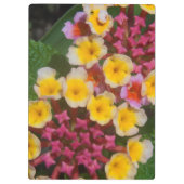 Kleine gele tropische bloemen met roze knoppen klembord (Achterkant)