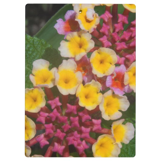 Kleine gele tropische bloemen met roze knoppen klembord (Achterkant)