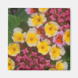 Kleine gele tropische bloemen met roze knoppen magneet