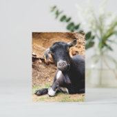 KLEINE GOAT BRIEFKAART (Staand voorkant)