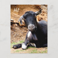 KLEINE GOAT