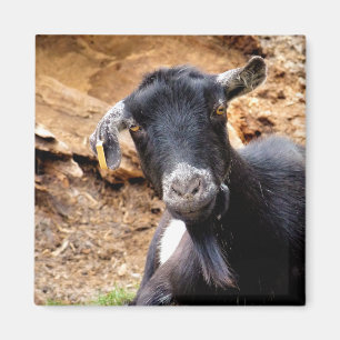 KLEINE GOAT MAGNEET