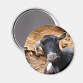KLEINE GOAT MAGNEET (Voorkant / Achterkant)