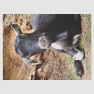 KLEINE GOAT TISSUEPAPIER