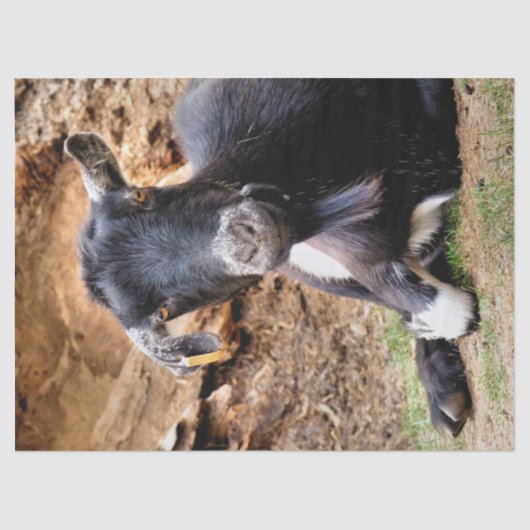 KLEINE GOAT TISSUEPAPIER (Voorkant)