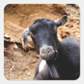 KLEINE GOAT VIERKANTE STICKER (Voorkant)