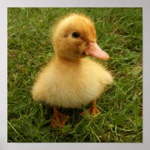 kleine grappige vogels poster