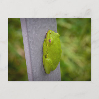Kleine groene boomkikker klampt zich vast aan een  briefkaart