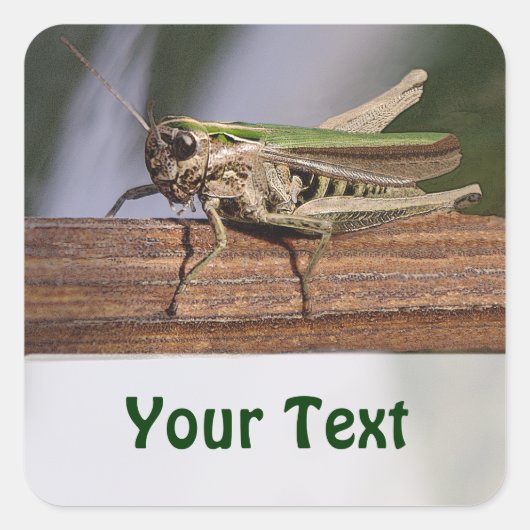 Kleine Groene Grasshopper Naam Gift Label Bookplat (Voorkant)