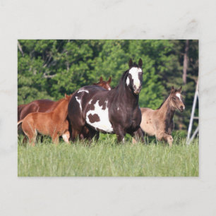 kleine groep paarden van verschillende kleuren briefkaart