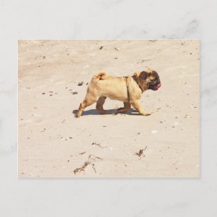 kleine hond pug baby speelt in de zomer briefkaart