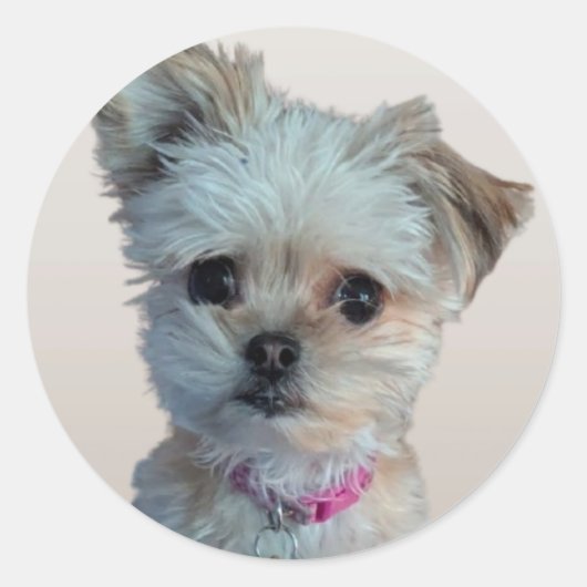 Kleine hond sticker (Voorkant)