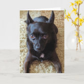 Kleine Honden Standaard, 5" x 7" Gevouwen Wenskaar Kaart (Gele Bloem)