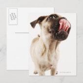 Kleine hondenfok met kortgebufferd gezicht briefkaart (Voorkant / Achterkant)