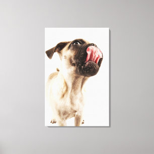 Kleine hondenfok met kortgebufferd gezicht canvas afdruk