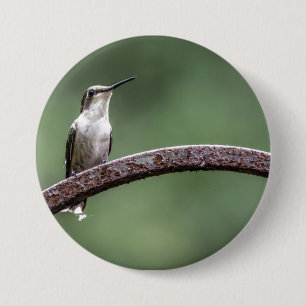 Kleine Hummingbird Button zijn