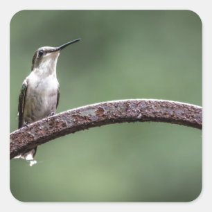 Kleine Hummingbird Sticker zijn