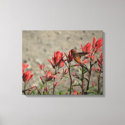 kleine Hummingvogel Canvas Afdruk (Voorkant)