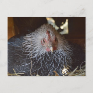 Kleine Japanse Bantam kip. Briefkaart