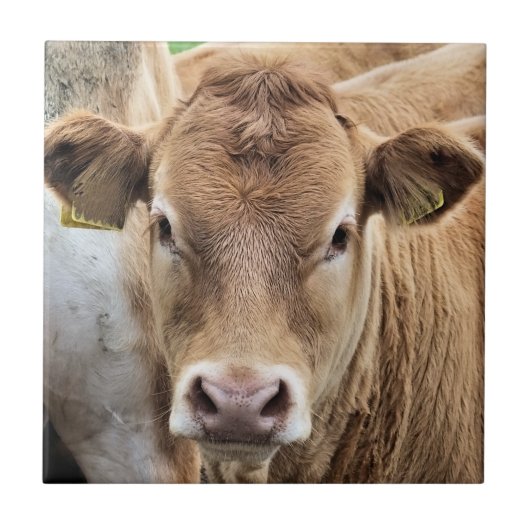 KLEINE KALF TEGELTJE (Voorkant)