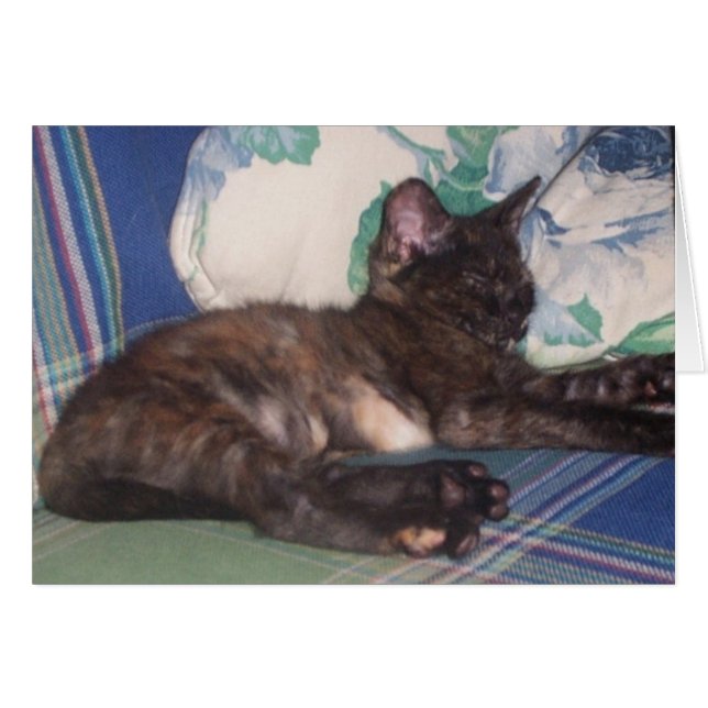 Kleine Kat (Voorkant Horizontaal)