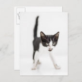 Kleine kat briefkaart (Voorkant / Achterkant)