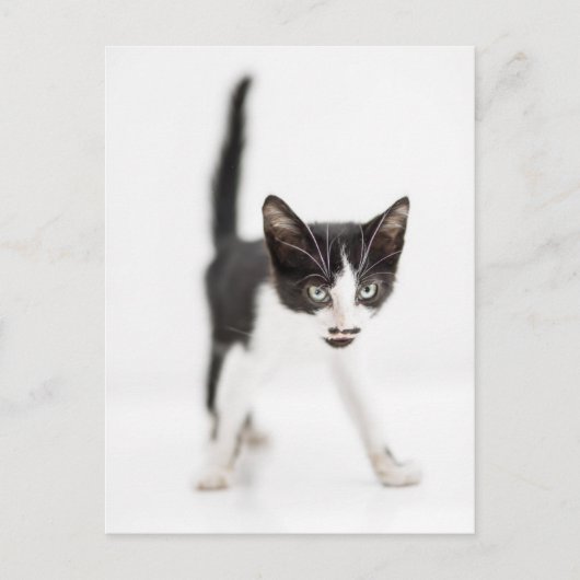 Kleine kat briefkaart (Voorkant)