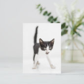 Kleine kat briefkaart (Staand voorkant)