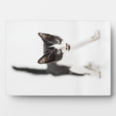 Kleine kat fotoplaat (voorkant)