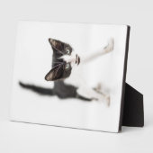 Kleine kat fotoplaat (Zijkant)