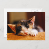 Kleine Kat slaapstand Briefkaart (Voorkant / Achterkant)