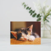 Kleine Kat slaapstand Briefkaart (Staand voorkant)