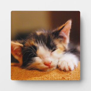 Kleine Kat slaapstand Fotoplaat